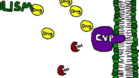 Mechanism of Cytochrome P450 (CYP) metabolism, induction, and inhibition - YouTube