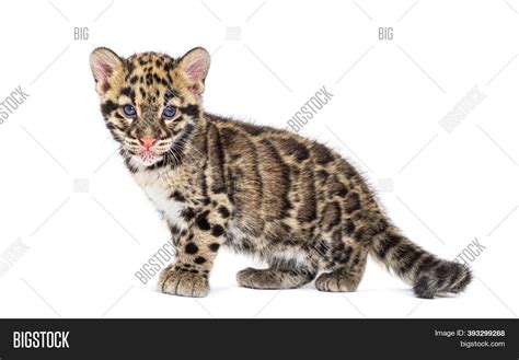 Clouded Leopard Cub, Image & Photo (Free Trial) | Bigstock