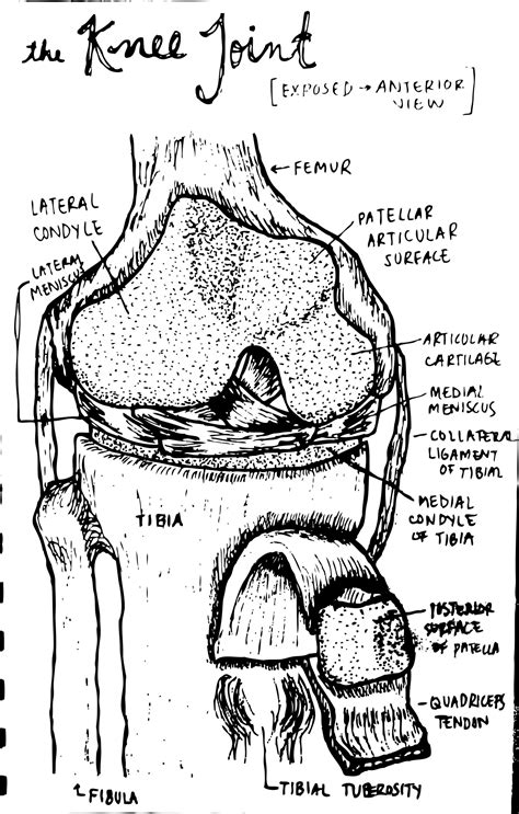 ejoema: “ detailed drawing of the knee joint ” Anatomy Bones, Gross Anatomy, Synovial Joint ...