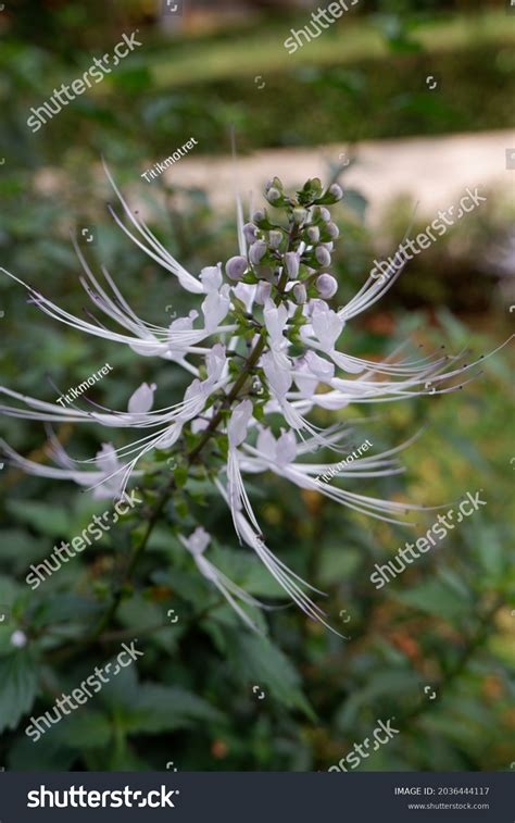 Kumis Kucing Plant Orthosiphon Belongs Lamiaceae Stock Photo 2036444117 ...