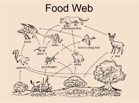 Rainforest Ecosystem Food Web