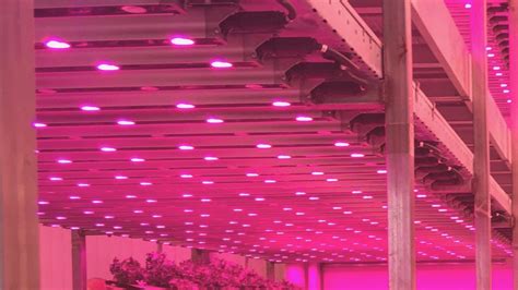 15 Benefits of Indoor Vertical Farming | Urban Health Farms