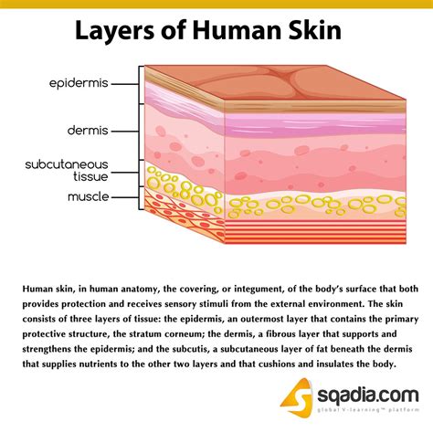 Layers of Human Skin | Subcutaneous tissue, Skin anatomy, Dermatology