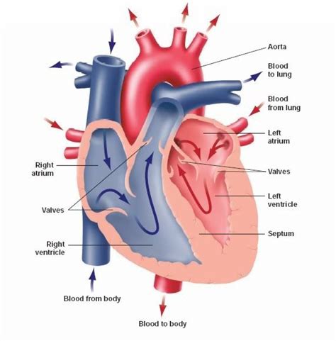 Labeled Drawing Of The Heart at GetDrawings | Free download