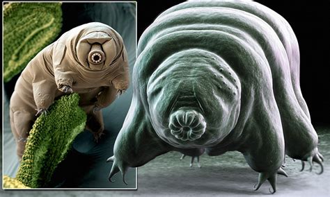 Meet the toughest animal on the planet: The water bear can survive being frozen, boiled and even ...