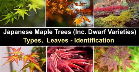 Dwarf japanese maple varieties - awardloki