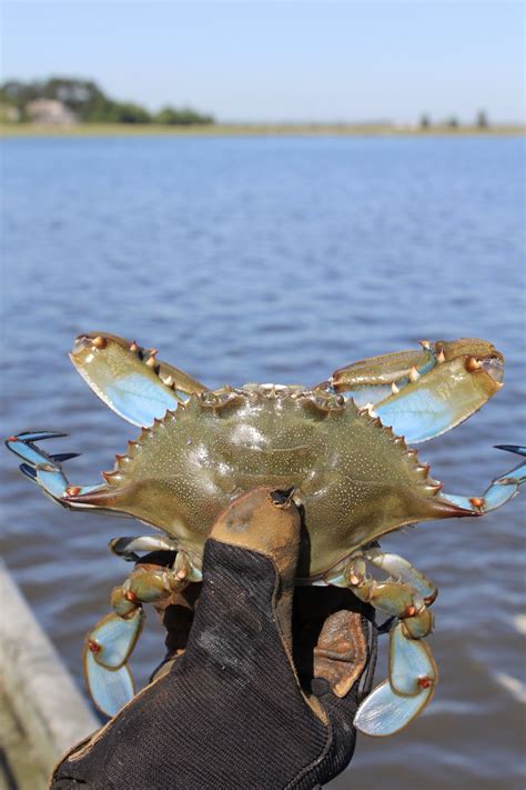 Soft-shell crab season is 'the start of all the good stuff' | News ...