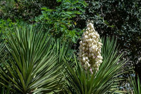 How To Revive A Dying Yucca Plant | Horticulture.co.uk