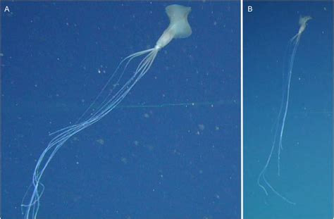 Rare squid with 'elbow' tentacles baffles scientists in spooky new ...