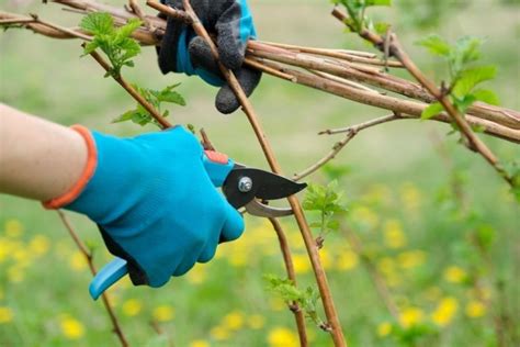 Easy & Simple Steps on How to Prune Raspberries in the Spring