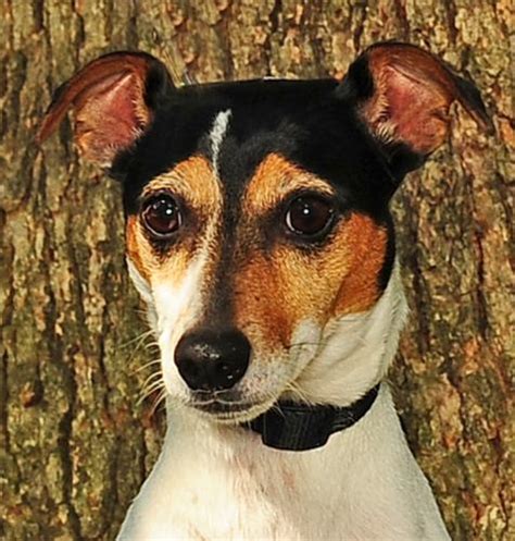 Loyal and Playful Rat Terrier Rescue for Adoption