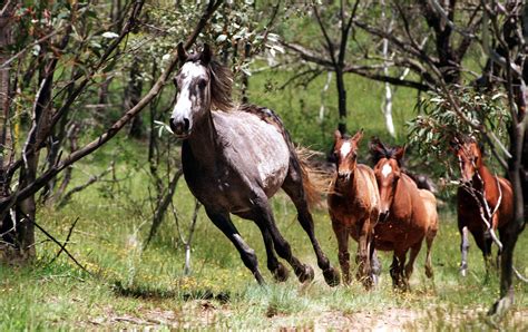 Opinion | The Alarming Allure of Australia’s Brumbies - The New York Times