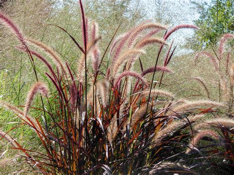 Ornamental Grasses - Care and Maintenance