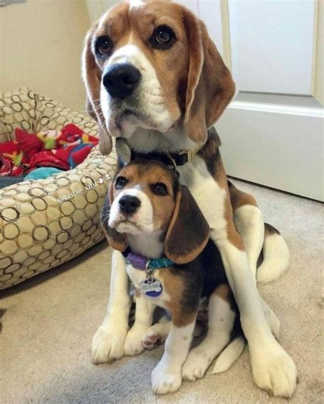 Beagle Mom And Her Mini Me | Very cute dogs, Cute dogs, Cute beagles