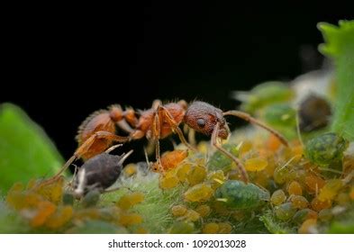 Ants Aphids Symbiosis Stock Photo 1092013028 | Shutterstock