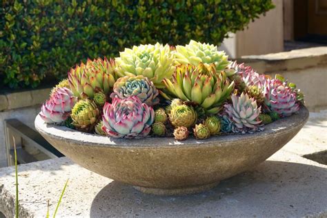 10 Best Succulents and Cacti Succulent Arrangements