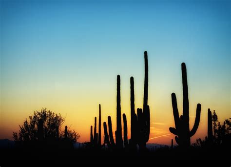 Arizona Cactus Cacti - Free photo on Pixabay