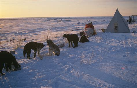 Dog camp on coast – Denali Dog Sled Tours