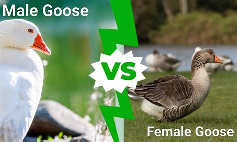 Male vs. Female Goose - A-Z Animals