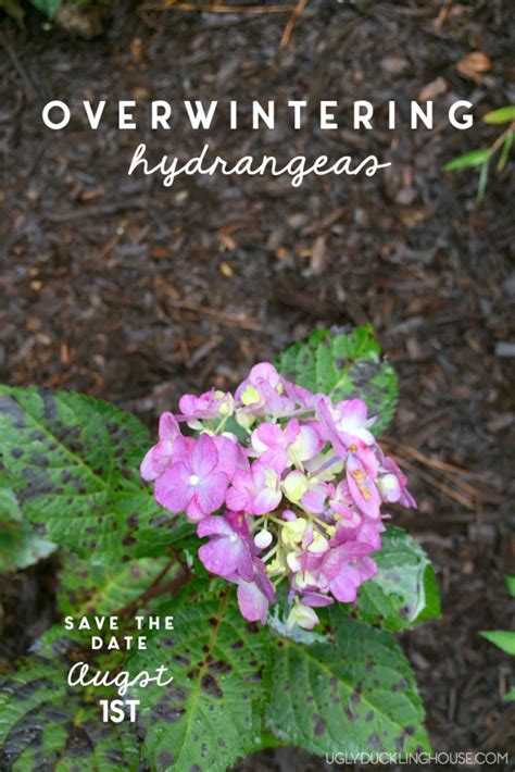 When & How to Prune Hydrangeas (Fall & Winter Care) • Ugly Duckling House