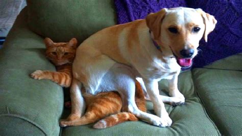 Why Do Dogs Sit On Cats? Didn't You Always Want To Know