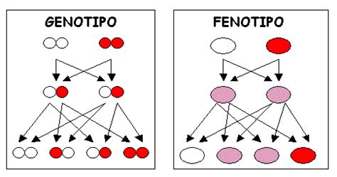 Genotipo | La guía de Biología