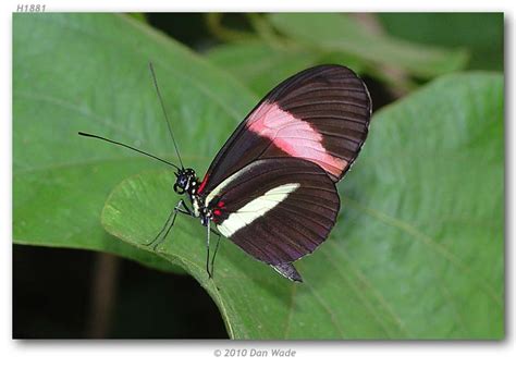 Heliconius melpomene rosina (live adults)