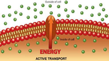 Examples of Active Transport in Plants and Animals