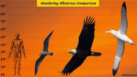 Wandering Albatross Size: How Does It Compare With Others?