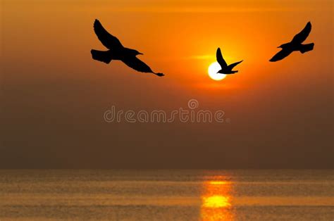 Silhouette Of Birds Flying In Sunset Time Stock Photo - Image of ...