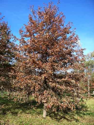 Shade tree - Pin Oak (Quercus palustris) | Shade Tree Farm