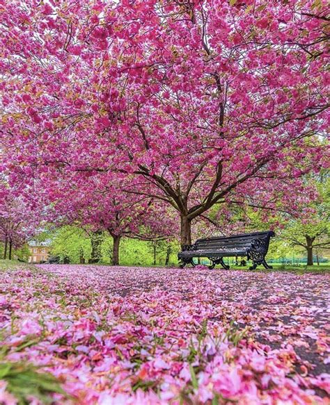 Beautiful cherry blossom Greenwich Park, London. | Beautiful gardens, Beautiful nature ...