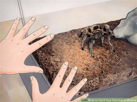 How to Tell if Your Tarantula Is Molting: 8 Steps (with Pictures)