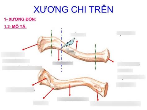 Xương đòn Diagram | Quizlet