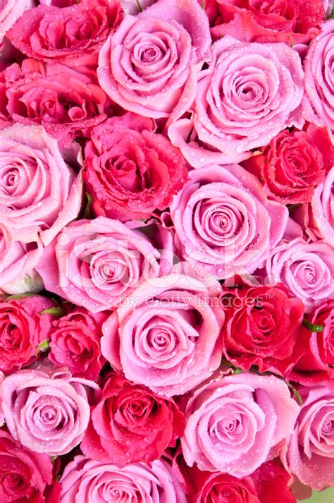 Red And Pink Rose Background Stock Photo | Royalty-Free | FreeImages