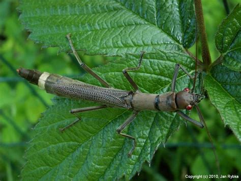 Phasmatodea | Phasmatodea, Never give up, Supportive