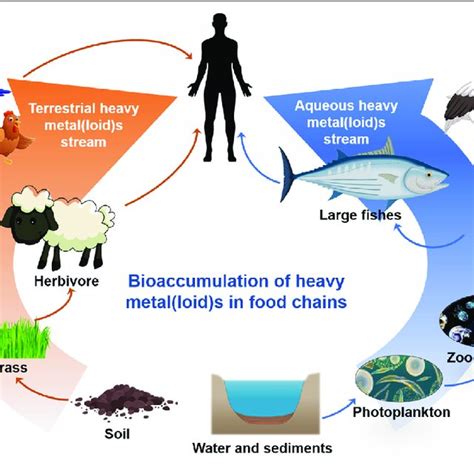 | The sources, migration, and speciation of HMs in different ...