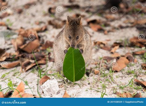 Baby Quokka Eating Ficus Leaf on Rottnest Island Stock Image - Image of bushland, eating: 201938559