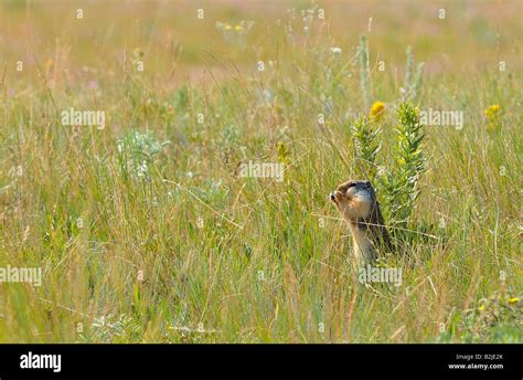 Ground Squirrel feeding Stock Photo - Alamy