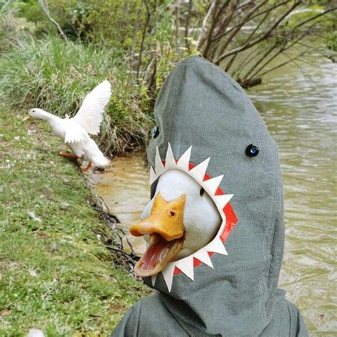 AFLAC...it's Shark week!!! | Cute ducklings, Cute funny animals, Cute ...