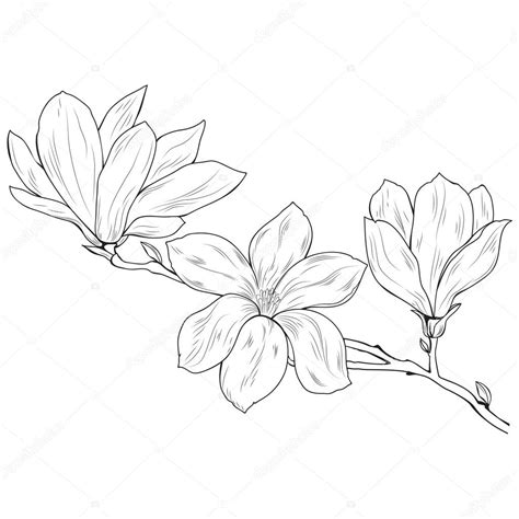 Magnolia Flower Drawing at GetDrawings | Free download