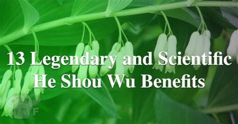 13 Legendary and Scientific He Shou Wu Benefits