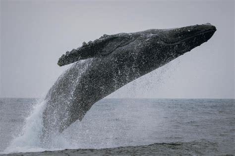 November 8 - Blue Whales, Fin Whales, and CLOSE UP Humpbacks ...