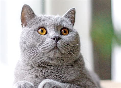 160+ Cool Gray Cat Names for Male Cats - Whiskers Magoo