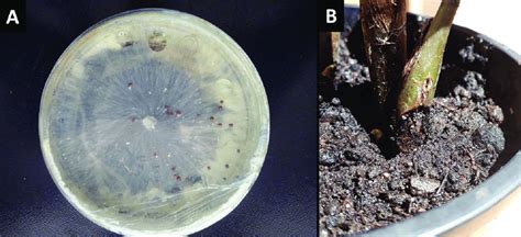 A) Sclerotium rolfsii in PDA medium; B) Symptom of rot on the stem of a ...