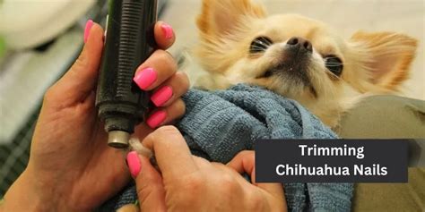 The Ultimate Guide to Chihuahua Nail Clipping:Tips & tricks