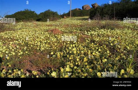 Field of Piet Snot Flowers in Namaqualand GFHD Stock Video Footage - Alamy