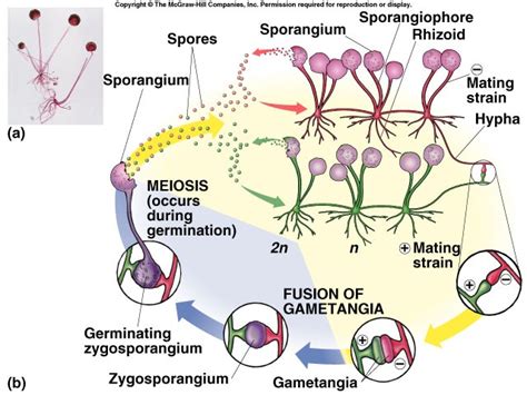 Phylum Zygomycota Life Cycle