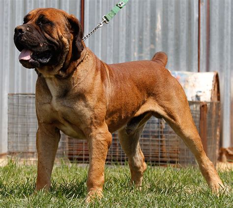 Boerboel | Buy A Dog