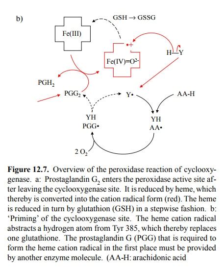 Biosynthesis of eicosanoids